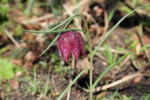 fritillaria (3) (1200 x 800)